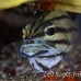 cardinalfish_fiveline_gma_si_h_0314_egy1400.jpg